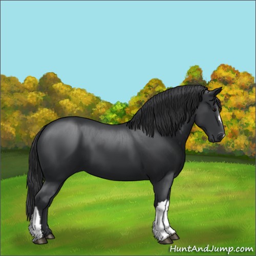 Horse Color:Black 