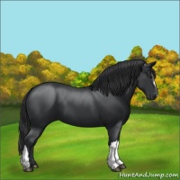 Horse Color:Black 