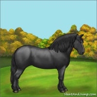 Horse Color:Black 