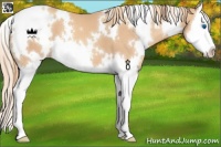 Horse Color:White Spotted Gold Champagne Splash 