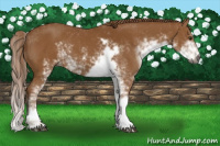 Horse Color:Gray Chestnut Sabino