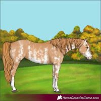 Horse Color:Chestnut Sabino