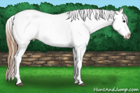 Horse Color:White Spotted Buckskin Appaloosa 