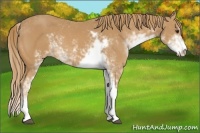 Horse Color:Chestnut Sabino 