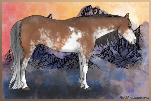 Horse Color:Bay Sabino 