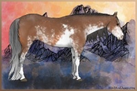 Horse Color:Bay Sabino 