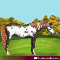 Horse Color:Liver Chestnut Frame 