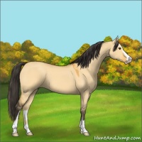 Horse Color:Buckskin Dun Sabino 