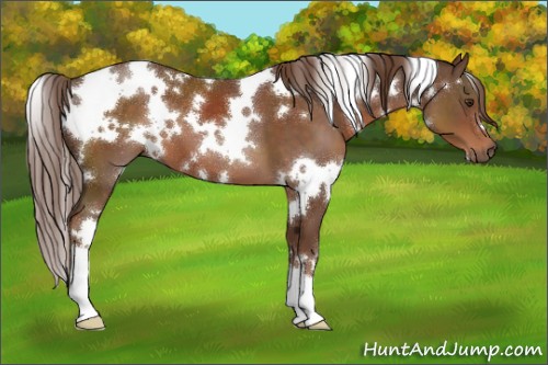 Horse Color:White Spotted Liver Chestnut