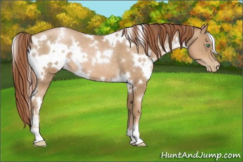 Horse Color:White Spotted Smoky Black Pearl