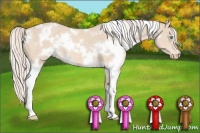Horse Color:White Spotted Cremello