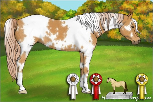 Horse Color:White Spotted Palomino 