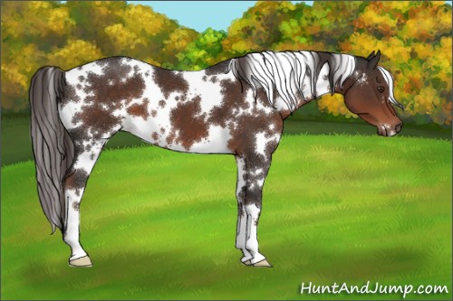 Horse Color:White Spotted Liver Chestnut