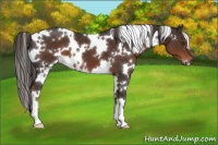 Horse Color:White Spotted Liver Chestnut 