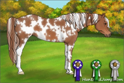 Horse Color:White Spotted Chestnut 