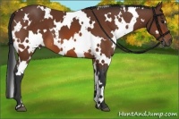 Horse Color:White Spotted Bay 