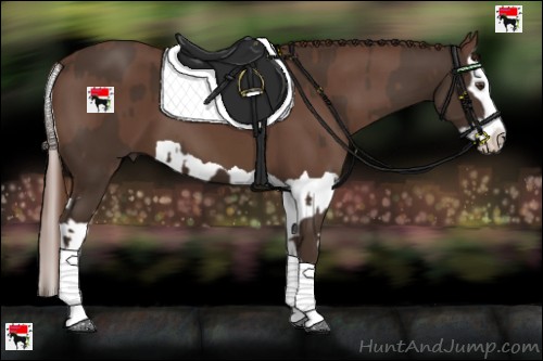 Horse Color:Liver Chestnut Splash Frame  and Liver Chestnut Splash 