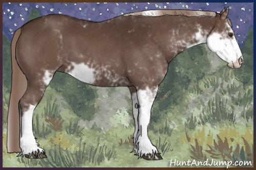 Horse Color:Liver Chestnut Sabino 
