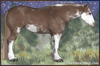 Horse Color:Liver Chestnut Sabino 