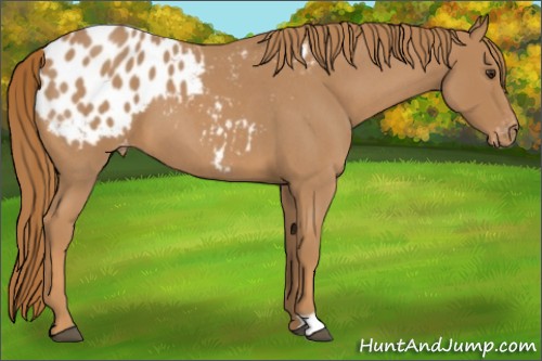 Horse Color:Red Roan Appaloosa 