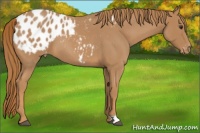 Horse Color:Red Roan Appaloosa 
