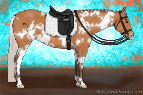 Horse Color:White Spotted Silver Bay 