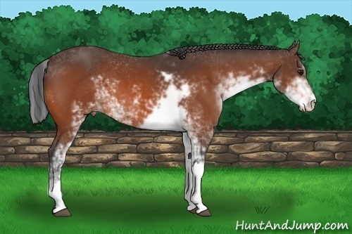 Horse Color:Bay Sabino