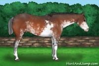 Horse Color:Bay Sabino 