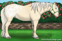Horse Color:Gold Cream Champagne Appaloosa 