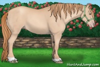 Horse Color:Gold Champagne