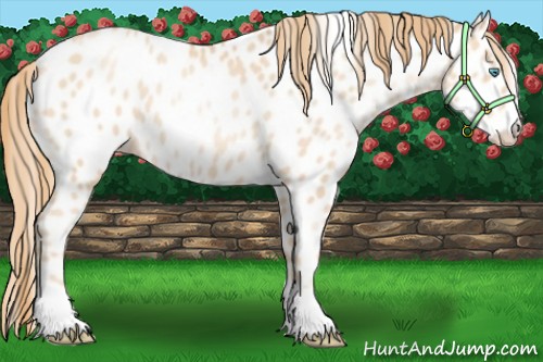 Horse Color:Gold Champagne Pearl Near Leopard