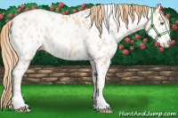 Horse Color:Gold Champagne Pearl Appaloosa