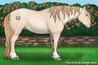 Horse Color:Gold Champagne Pearl