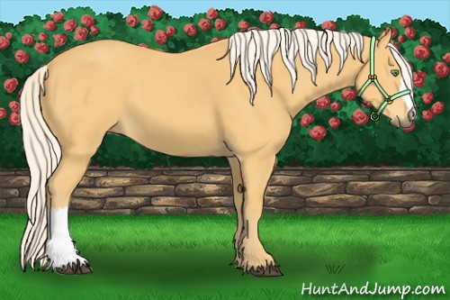 Horse Color:Palomino 