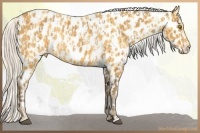 Horse Color:Silver Buckskin Leopard  and Silver Buckskin Near Leopard 