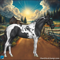 Horse Color:Black Tobiano 