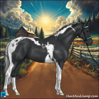 Horse Color:Black Tobiano 