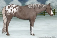 Horse Color:Silver Black Appaloosa 