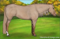 Horse Color:Red Dun Appaloosa 