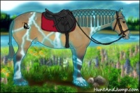 Horse Color:Thunderstruck Buckskin Appaloosa