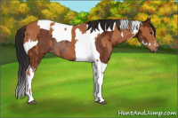 Horse Color:Bay Sabino Tobiano Rabicano  and Gray Bay Sabino Tobiano Rabicano 