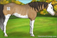 Horse Color:Buckskin Splash Rabicano 