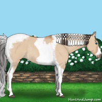 Horse Color:Bay Dun Tobiano Frame Rabicano