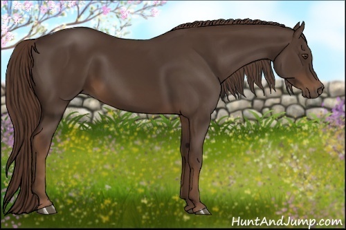 Horse Color:Liver Chestnut