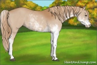 Horse Color:Chestnut Sabino 