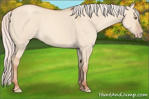 Horse Color:Silver Classic Champagne Dun 