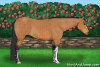 Horse Color:Bay  and Bay 