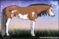 Horse Color:Bay Splash Frame