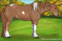 Horse Color:Chestnut Tobiano 
