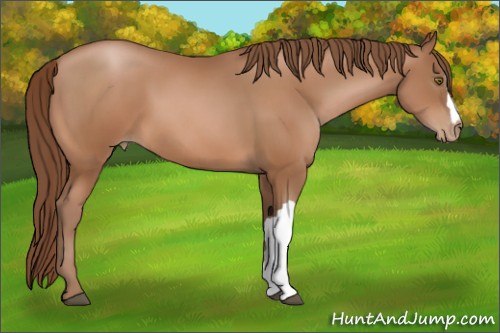Horse Color:Brown Pearl 